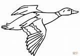 Coloring Mallard Flying Drake Pages Ducks Printable Drawing Supercoloring sketch template