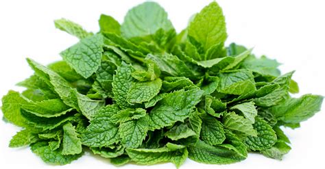 mint information recipes  facts