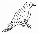 Pigeon Coloring Pages Kids Printable Templates Bestcoloringpagesforkids Template Sketch sketch template