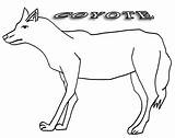 Coyote Coloring Cool2bkids Coyotes sketch template