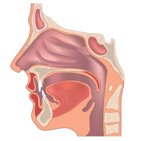 ear nose  throat doctor uc irvine medical center