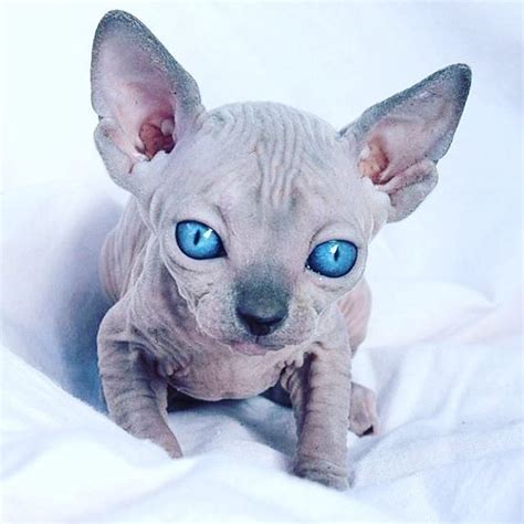 sphynx cats scamsters is cheating cat lovers by selling them shaved