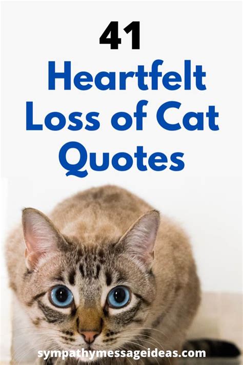 heartfelt loss  cat quotes  images sympathy message ideas