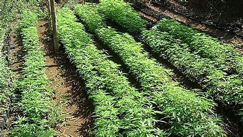 Cannabis Medicinal Y Legal El Negocio Que Empieza A Salvar A Antiguas