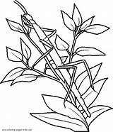 Camouflage Drawing Coloring Pages Getdrawings sketch template