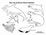 Mammals California Animals Marine Coloring Amphibians Habitats Exploringnature Color Reptiles Pages Birds Drawing Sea Science State Mammal Animal Ca Seal sketch template