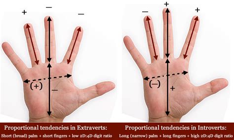 Digit Ratio Finger Length And Digit Ratio Hand News