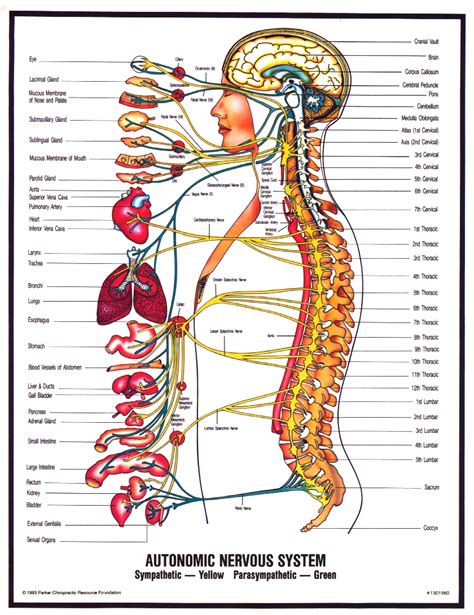 peripheral nervous system diagram  kids modernhealcom