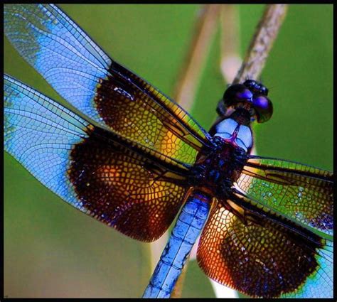 amazing dragonfly hubpages