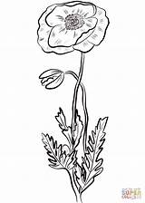 Coloring Poppy Red Poppies Pages Drawing Printable Supercoloring Categories sketch template