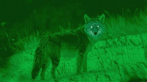 night vision scopes  coyote hunting  eatingthewildcom