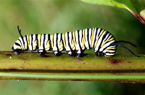 k monarch caterpillar is poisonis