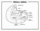 Celula Vegetal Celulares Célula Clases Dibu sketch template