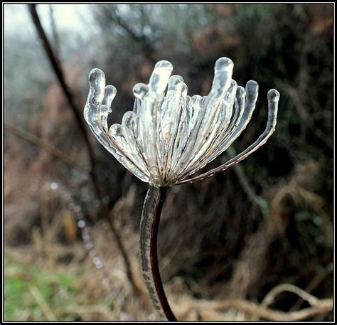 ice flower photograph  lorainek photographs