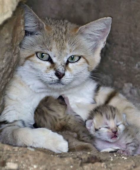special delivery   super rare sand cat