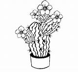 Cactus Coloring Flowers Colorear Coloringcrew Book sketch template