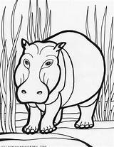 Coloring Pages Hippopotamus Animals Hippo Kids Color Cartoon sketch template