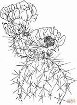 Cactus Coloring Pear Prickly Pages Nopal Opuntia Outline Drawing Printable Supercoloring Para Color Flowers Colouring Tattoo Cactos Dessin Succulents Adult sketch template