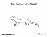 Weasel Coloring Ermine Tailed Long Short Printing Exploringnature Longtail sketch template