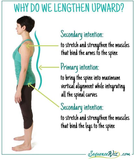types  yoga poses  increase axial extension yogauonline