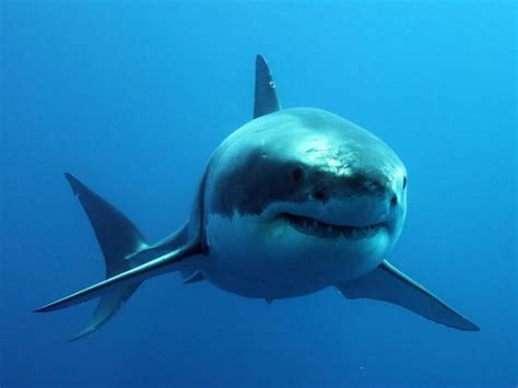 rechinul daca nu inoata moare newparts  blog cu  despre oameni