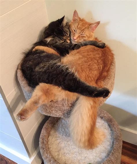 inseparable kitties outgrow their bed together in these