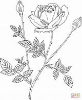 Rose Coloring Bush Realistic Pages Drawing Lincoln Mister Hybrid Tea Roses Drawn Intricate Line Flowers Printable Paper sketch template