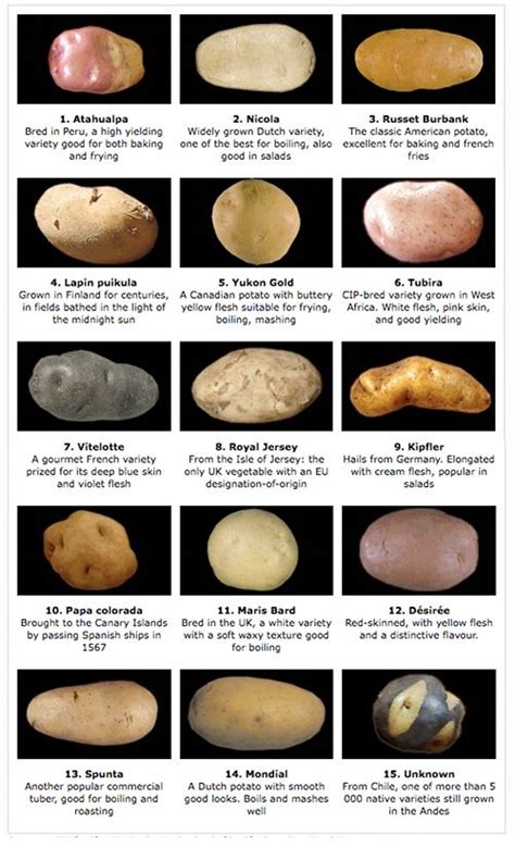 potato varieties    household food tips pinterest