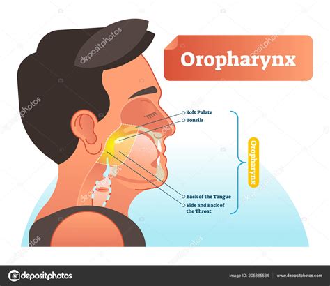 oropharynx tonsils