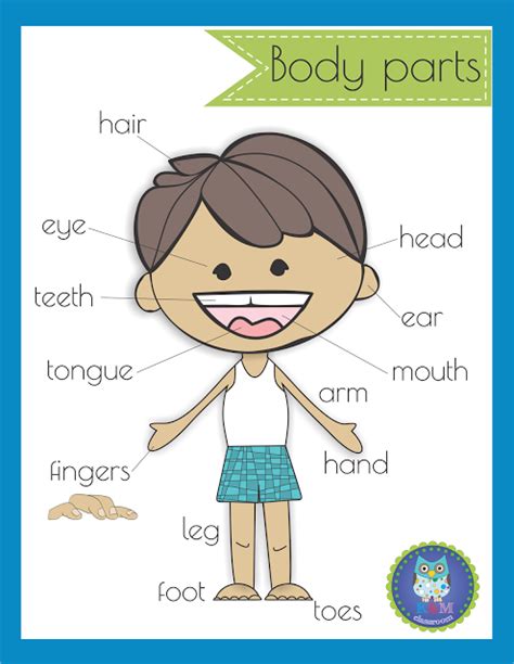 body parts poster classroom freebie body parts preschool body