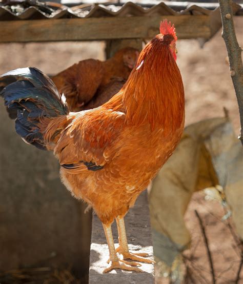 chickens   poultry farm  image  sapnesh  pixahivecom