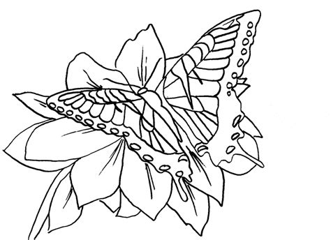 monarch butterfly coloring  animal coloring pages sheets monarch