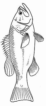 Fish Coloring Pages Print Fisch sketch template