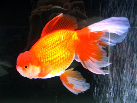 reading lovers goldfish secrets  benefits