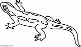 Salamander Coloring Pages Spotted Easy sketch template