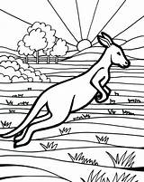 Kangaroo Coloring Getdrawings Pages Kids sketch template