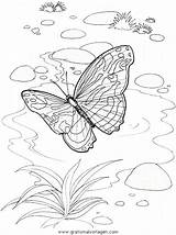 Malvorlage Schmetterlinge Malvorlagen Gratis sketch template