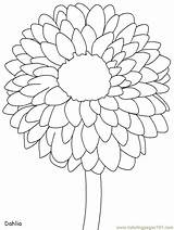Flower Marigold Drawing Outline Printable Getdrawings sketch template