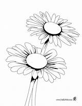 Daisy Coloring Pages Iris Flower Bunch Printable Hellokids Print Drawing Color Panama Getdrawings Go Flores Para Getcolorings Drawings Una Green sketch template