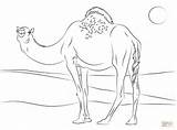 Coloring Pages Camel Dromedary Cute Printable sketch template