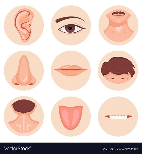 human nose ear mouth mustache hair  eye neck vector image