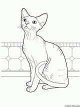 Coloring Pisica Cat Colorat Disegni Gatos Gatti Colorare Kolorowanki Desene Koty Kolorowanka Supercoloring Planse Kot Pisici Malvorlagen Gatto Colorkid Chats sketch template