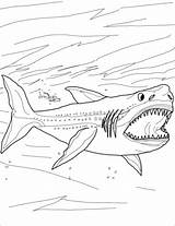 Megalodon Colorear Colouring Coloriages Megalodonte Disegno sketch template