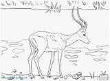Wildebeest Coloring Pages Getdrawings Getcolorings sketch template