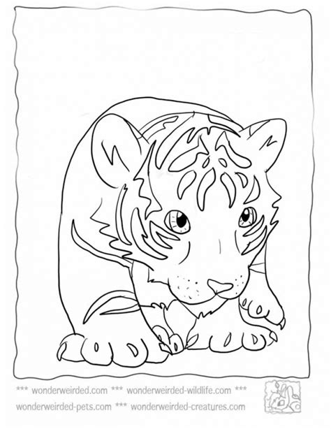 baby tiger coloring pages  print