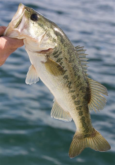 bass fishing wallpaper  iphone  images
