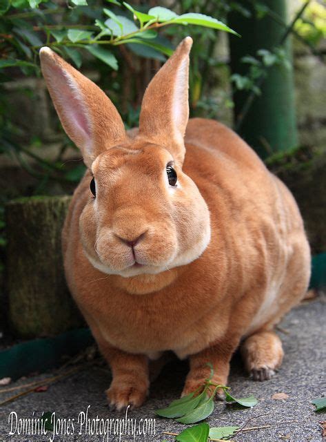 bunny rabbit rex rabbit pet rabbit