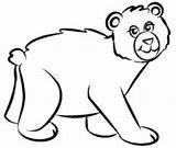 Mewarnai Beruang Lucu Binatang Bahan Kalian Sketsa Berikut sketch template