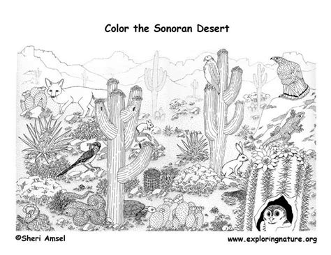 desert animals coloring pages   desert animals