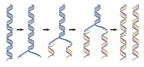 dna replication  definitive guide biology dictionary